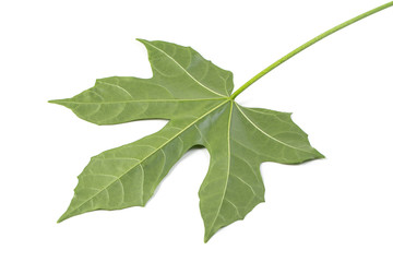 Fresh organic Chaya leaves isolated on white background