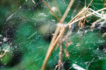 cobwebs on dry grass in summer forest