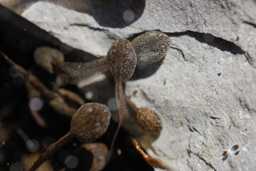 Kaulquappe auf hellem Stein in der Sonne unterwasser 