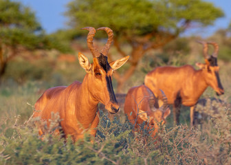 Red hartebeest grazing in the early morning sun in Mokala National Park, South Africa