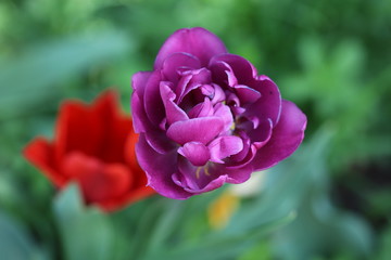 Close-up of a violet tulip in spring
