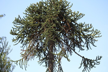 A special shaped fir in a park in spring