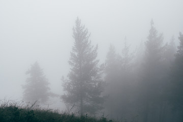 mystical misty forest, mysterious quiet place for crime