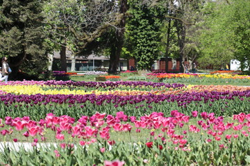 A flower park with colored tulips in spring