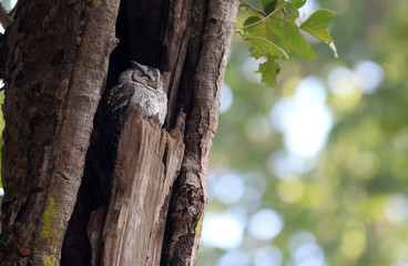 Fototapeta premium Scops Owl Bandhavgarh India