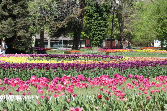 A flower park with colored tulips in spring