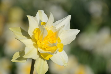 Close-up of a lush white daffodil with a yellow center on a blurred background of other flowers