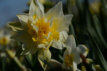 Fototapeta premium Beautiful white-yellow daffodil cultivar 