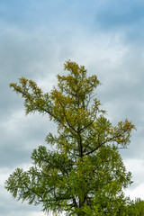one coniferous tree on background of clouds, symbol of loneliness and fortitude