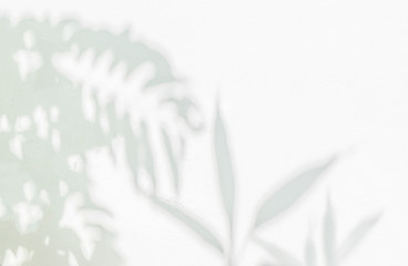 Abstract plant and leaves tree branch shadow blurred background. Natural leaves tree branch shadows and sunlight dappled on white concrete wall
