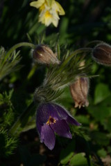 Pasqueflower blooms on in the garden with daffodils
