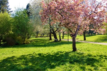 Springtime in the park.