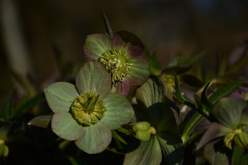 Beautiful tender green-burgundy hellebore flowers close-up under the open sky on a blurred background
