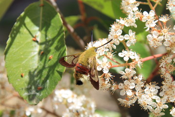 papillon colibri sur fleur