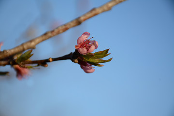 Pink peach blossoms against a blue sky