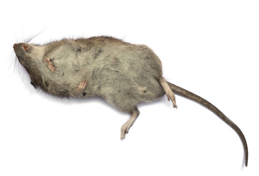 Dead rat isolated on a white background.
