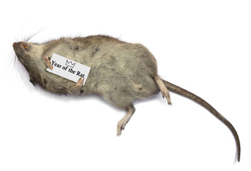 Rat killed by coronovirus mutation in Year of the Rat. Isolated on white background.