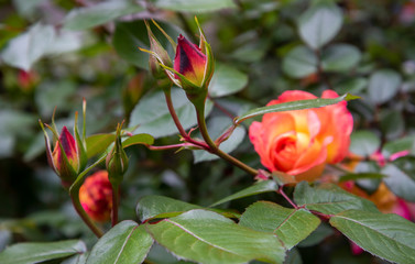 A rosebush blooms in Shaw, Washington, DC