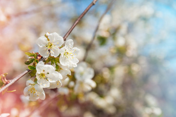 Natural texture of flowering trees. Blossom trees closeup as a place for text. Greeting card background of white flowers and copy space.