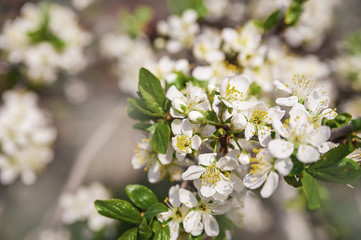 Natural texture of flowering trees. Blossom trees closeup as a place for text. Greeting card background of white flowers and copy space.