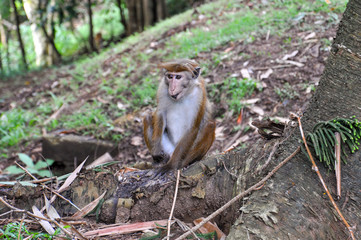 Curious toque macaque is sitting on the tree root with funny red hair staring at something .