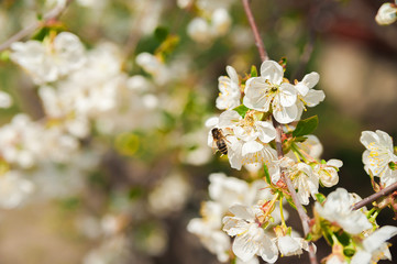 Natural texture of flowering trees. Blossom trees closeup as a place for text. Greeting card background of white flowers and copy space.