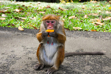 Hungry alone toque macaque sitting on the ground in park and eating fruit.