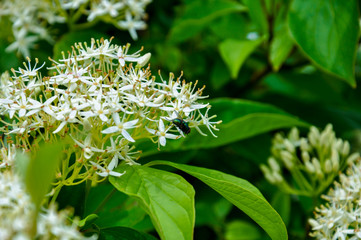 Delicate silky dogwood white bloom in a fresh green leaves. The green fly is on flowers. Selective focus.