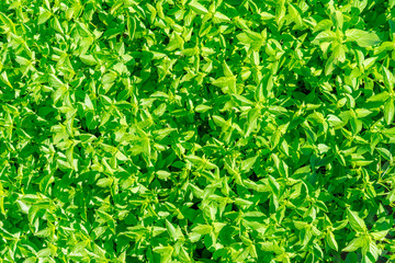 Tra Que village, organic vegetable field, near Hoi An old town, Vietnam