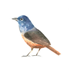 whatercolor bird