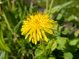 Close-up of a dandelion flower