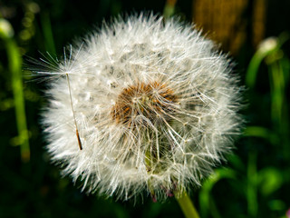 Close-up of a dandelion flower