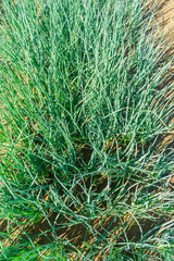 Tra Que village, organic vegetable field, near Hoi An old town, Vietnam