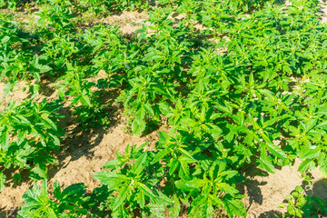 Tra Que village, organic vegetable field, near Hoi An old town, Vietnam