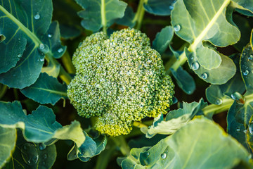 Frischer, gesunder Brokkoli im Gemüsegarten, nach einem Regenschauer.