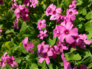 Close-up of a pink perwinkle flower