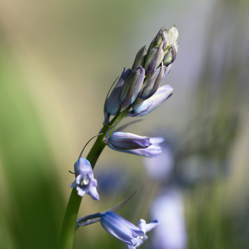 Close Up Macro Of Common Bluebell Flower And Buds With Blurred Background