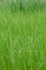 Summer landscape. Green lush grass on a sunny day.