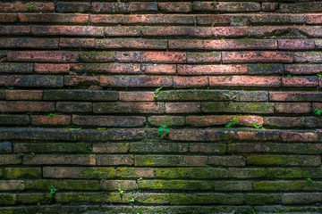 Small plant growth on old red brown brick wall texture background