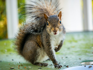 Squirrel lifting one arm, looking at the camera