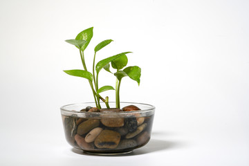 Organic Nature Green Leaf Home Decoration Closeup