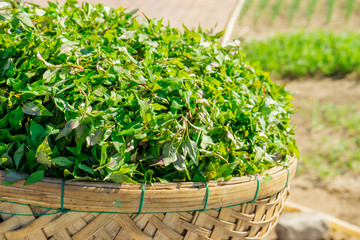 Naklejka premium Tra Que village, organic vegetable field, near Hoi An old town, Vietnam