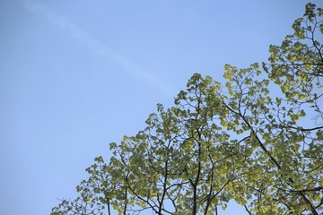 green leaves against the blue sky