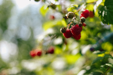 Branch of red ripe raspberries in garden