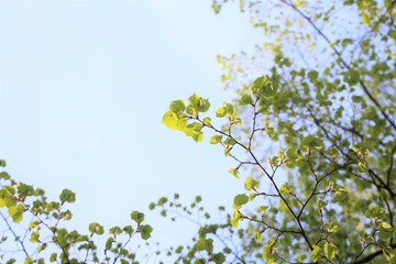 green leaves against blue sky