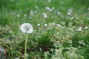 white dandelions on green grass