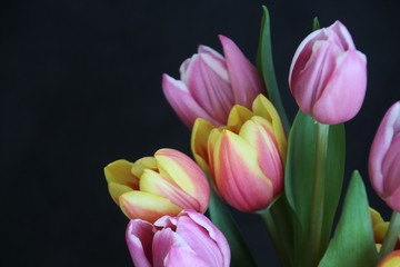 pink tulips on black background