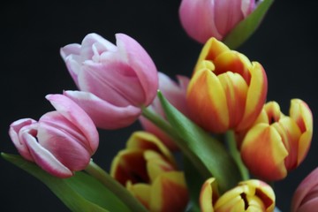 yellow and red tulips