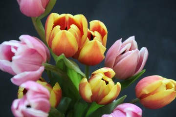 pink and yellow tulips