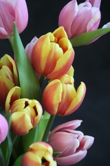 pink and yellow tulips